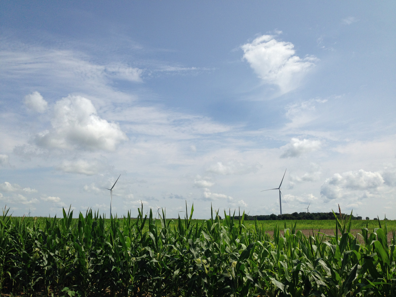 Cornfield with multiple wind turbines in the distance under a partially cloudy sky.